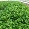 Butlers Heatherton Watercress Bunch