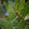 Free Community Item - Fresh Organic Bay Leaves