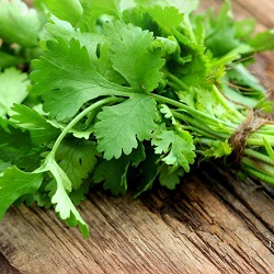 Butlers Heatherton Fresh Coriander Bunch