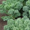 Corrigans Peninsula Curly Green Kale Bunch