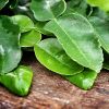 Free Community Item - Fresh Organic Kaffir Lime Leaves