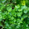Butlers Heatherton Italian Parsley Bunch
