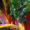 Corrigans Peninsula Rainbow Silverbeet Bunch